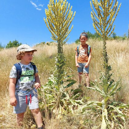 természetismeret, növényismertetés
